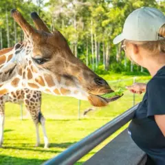 Kobieta karmi żyrafę z ręki. Chcesz wiedzieć, jak dojechać do zoo w Warszawie z dworca centralnego?