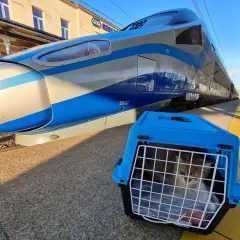 Jak wygląda pociąg Pendolino? Zaskakujące detale i komfort podróży