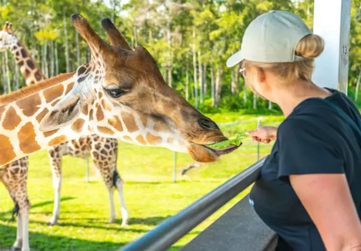 Kobieta karmi żyrafę z ręki. Chcesz wiedzieć, jak dojechać do zoo w Warszawie z dworca centralnego?
