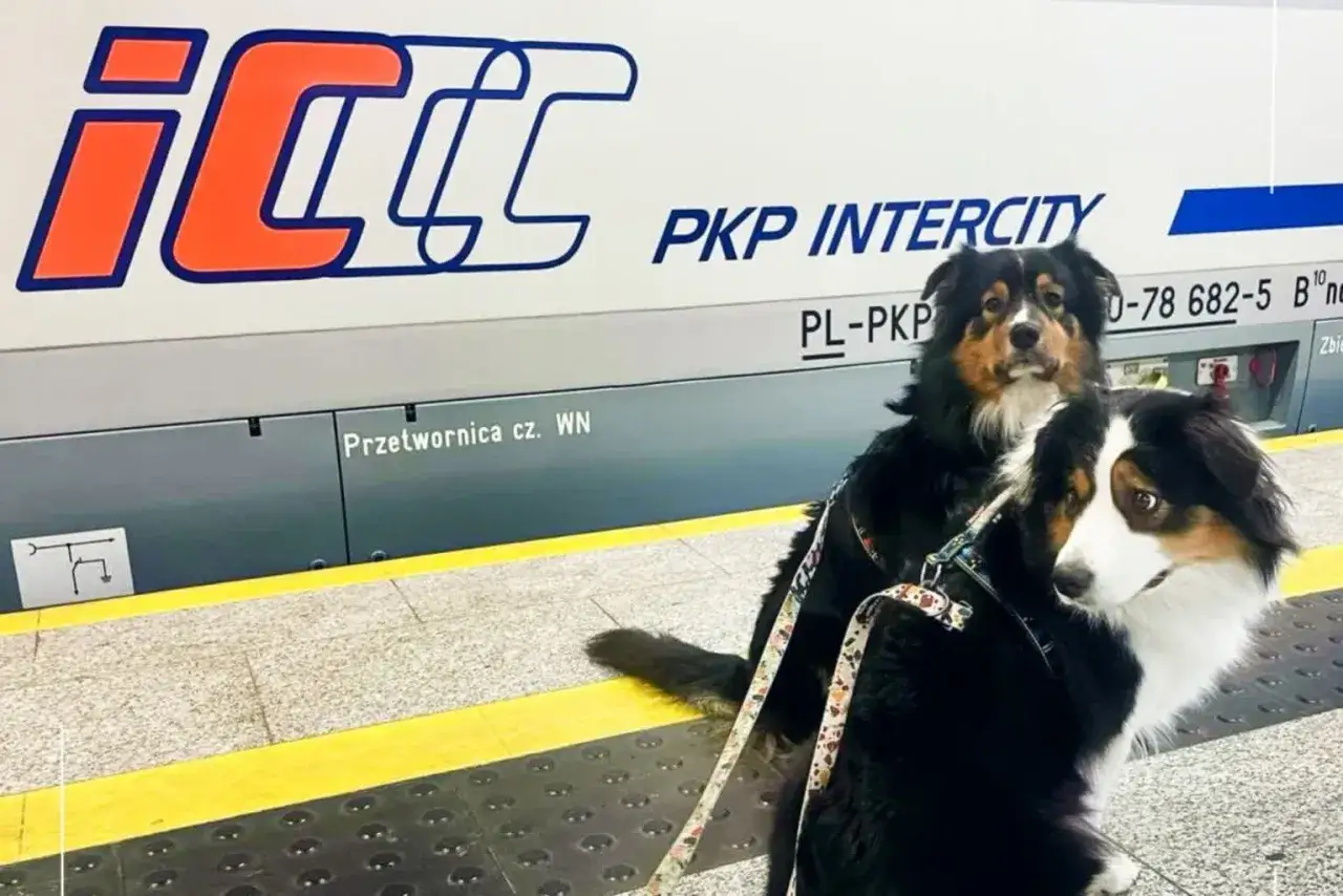 Dwa psy na peronie PKP Intercity. Zastanawiasz się, ile kosztuje bilet dla psa w pociągu?